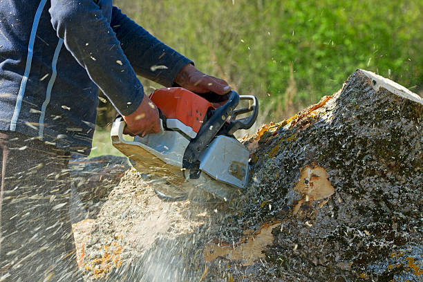 The Steps Involved in Our Tree Care Process in Heppner, OR